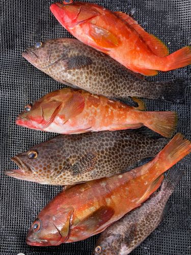 オオモンハタの釣果