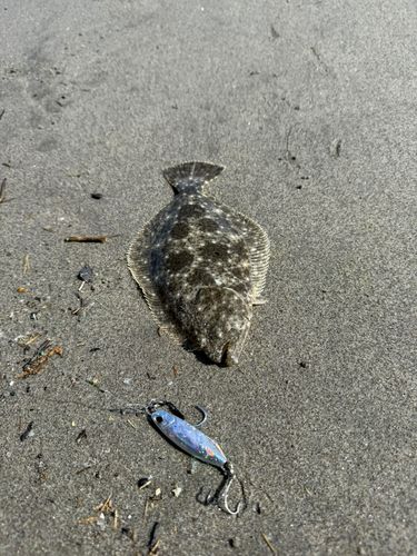 ソゲの釣果