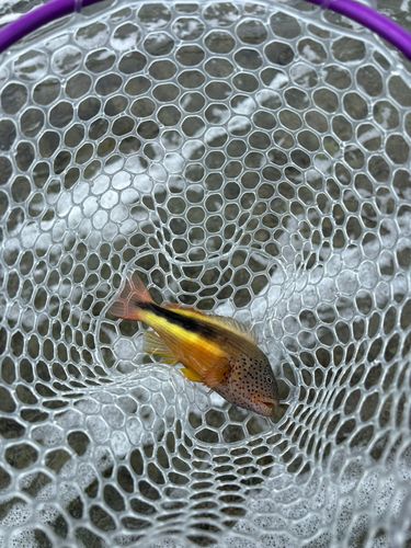 ホシゴンベの釣果