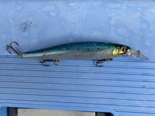 サゴシの釣果