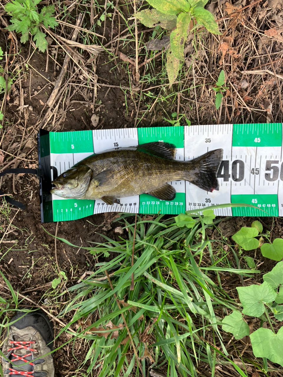 スモールマウスバス