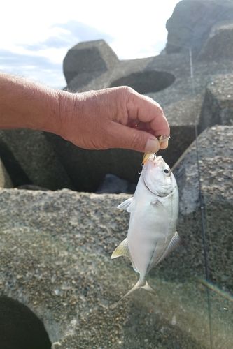 メッキの釣果
