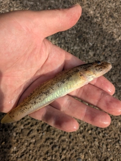 ハゼの釣果