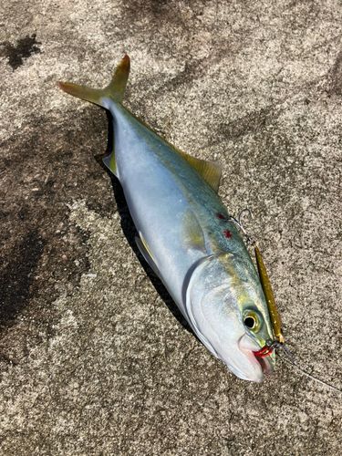 コゾクラの釣果