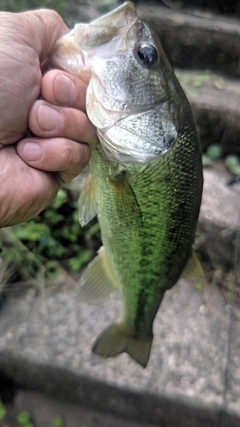 ラージマウスバスの釣果