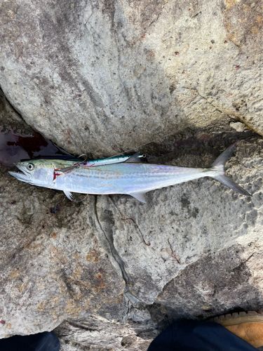 サゴシの釣果