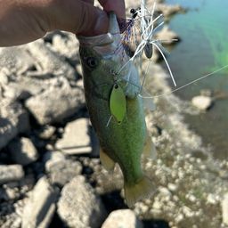 ラージマウスバス