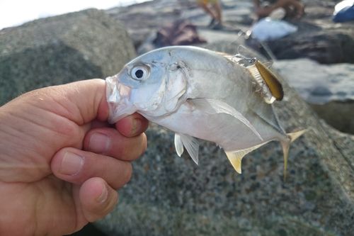 メッキの釣果