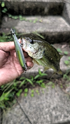 ラージマウスバスの釣果