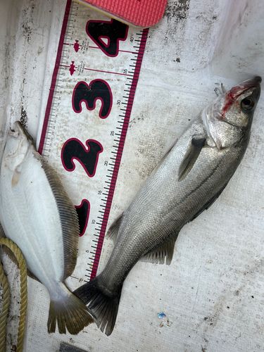 釣果