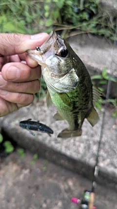 ラージマウスバスの釣果
