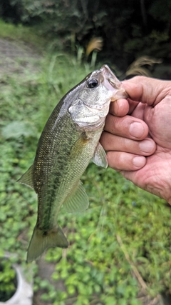 ラージマウスバスの釣果