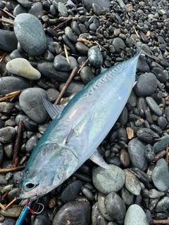 ソウダガツオの釣果