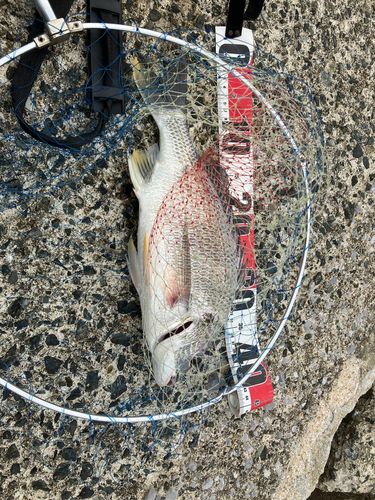 キビレの釣果