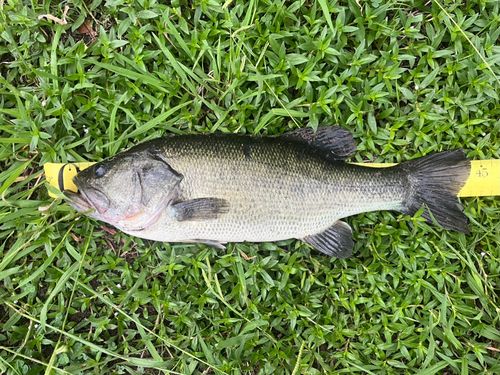 ラージマウスバスの釣果