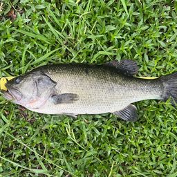 ラージマウスバス