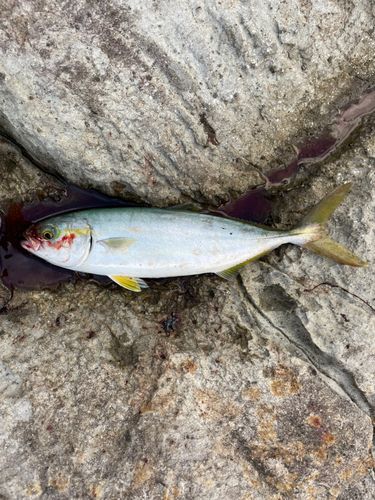ツバスの釣果