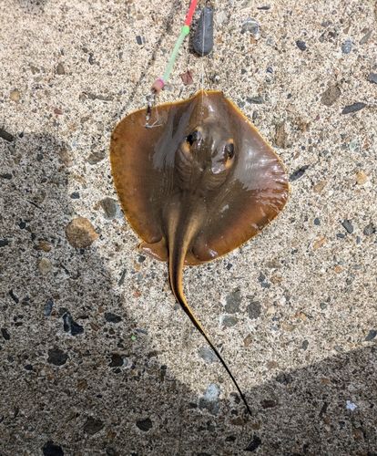 伊勢湾湾奥