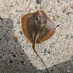 アカエイ