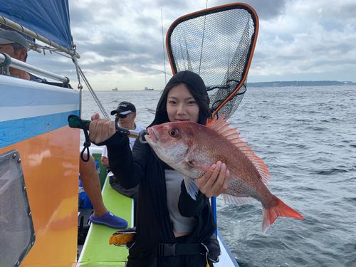 マダイの釣果