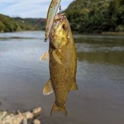 スモールマウスバス