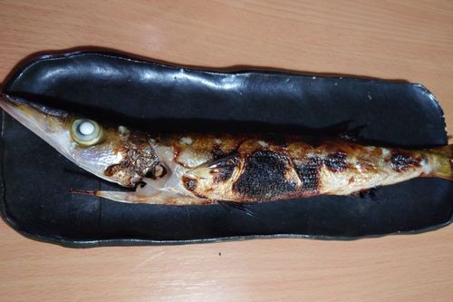 カマスの釣果