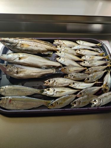 アジの釣果