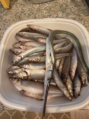 シロギスの釣果