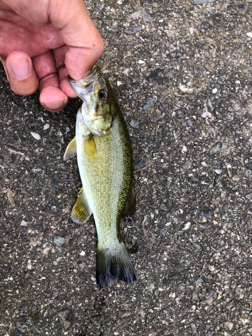 スモールマウスバス