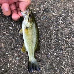 スモールマウスバス