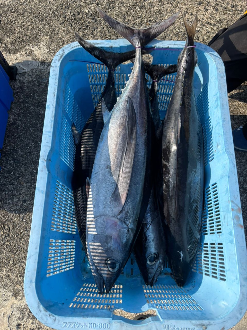 Na+さんの釣果 2枚目の画像