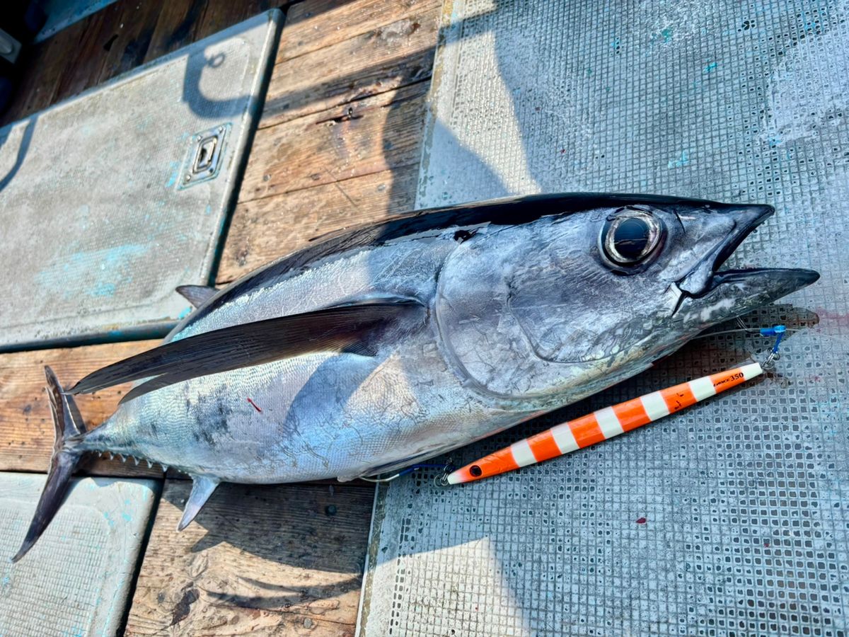 Na+さんの釣果 3枚目の画像