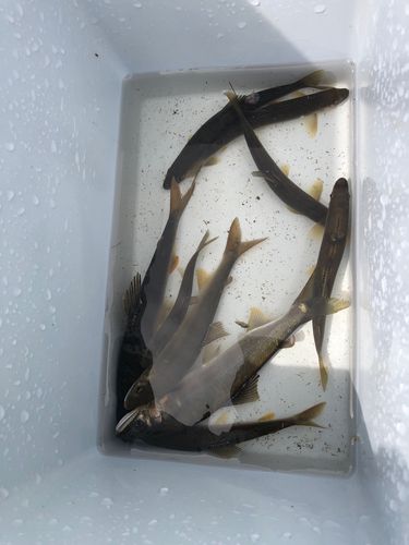 アユの釣果