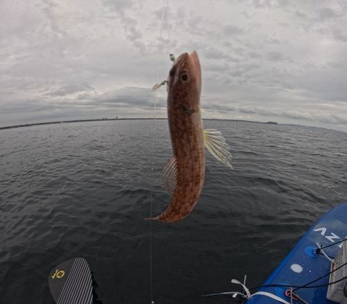エソの釣果