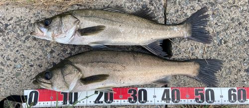 シーバスの釣果
