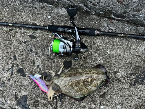 モンゴウイカの釣果