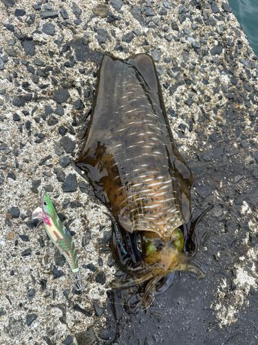 アオリイカの釣果