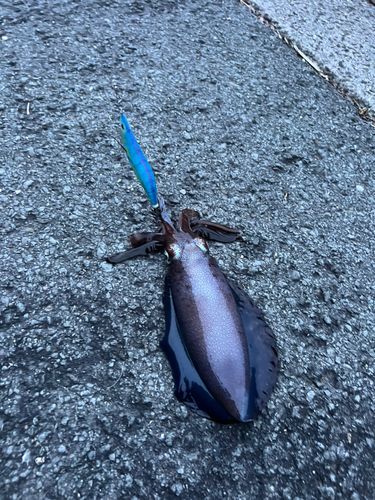 ヤズの釣果