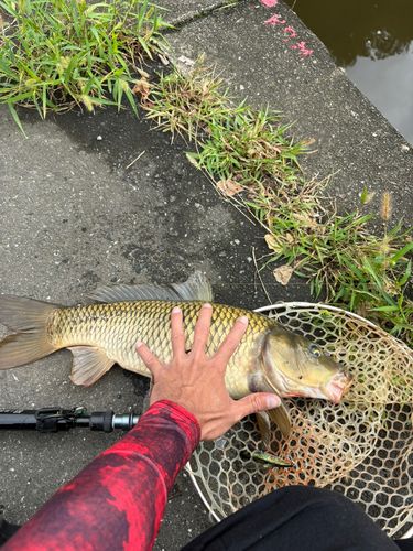 コイの釣果