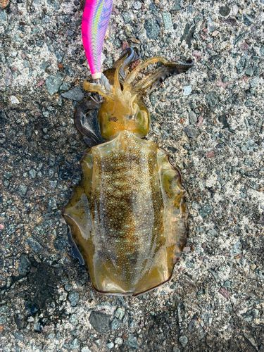 アオリイカの釣果