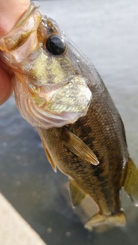 ラージマウスバスの釣果