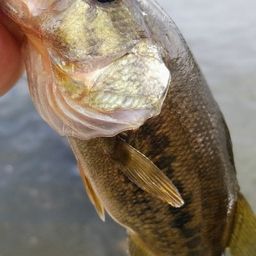 ラージマウスバス