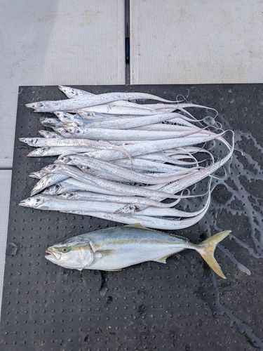 ブリの釣果