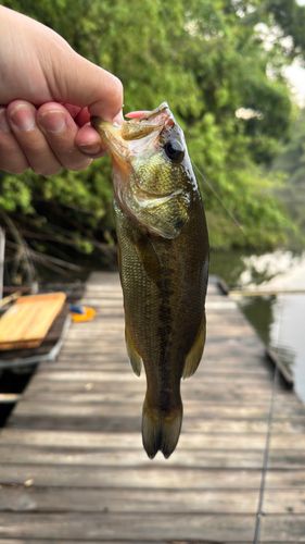 ラージマウスバスの釣果