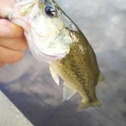 ラージマウスバス