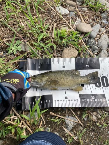 スモールマウスバスの釣果
