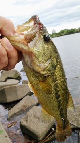 ラージマウスバスの釣果