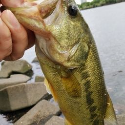 ラージマウスバス