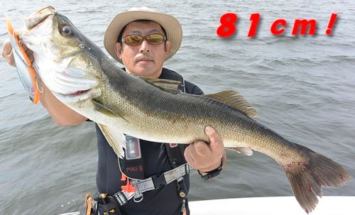 シーバスの釣果
