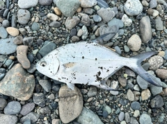 メッキの釣果